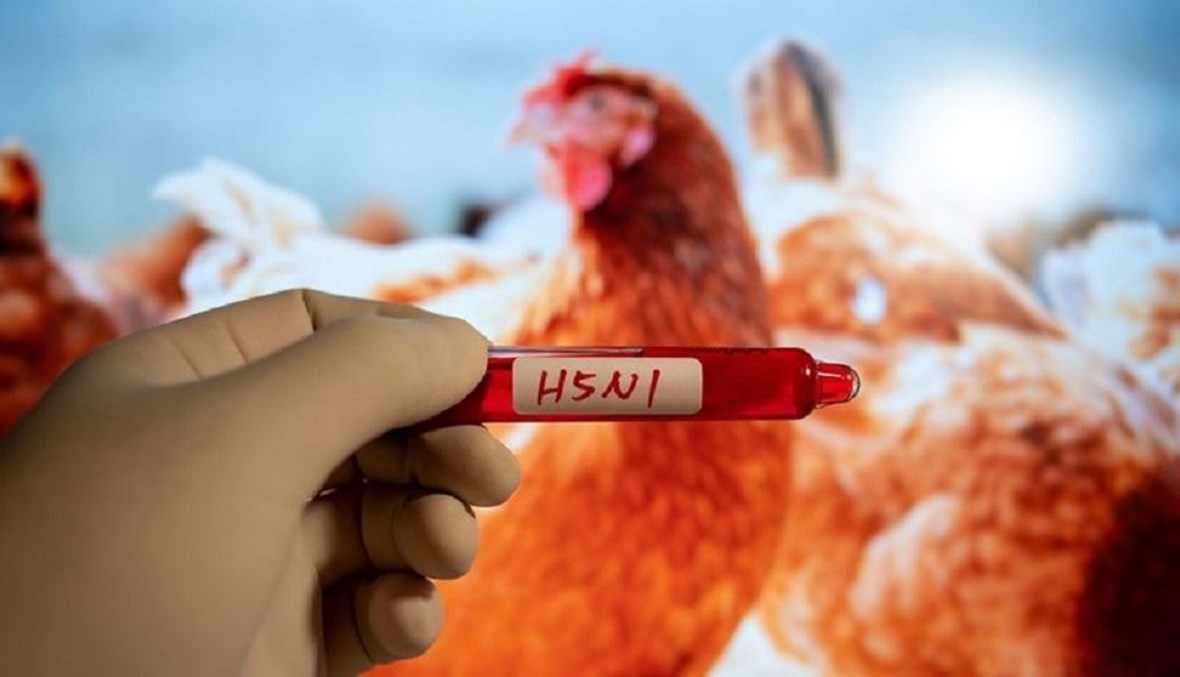 حظر بعض واردات الدواجن في أميركا بسبب إنفلونزا الطيور
