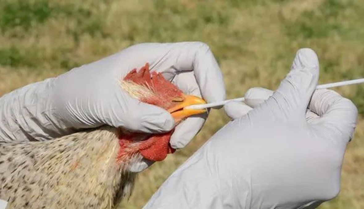 سلالة شديدة العدوى من فيروس "إنفلونزا الطيور" في مزرعة ثالثة...